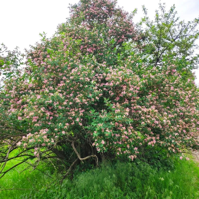 Duże drzewo z różowymi kwiatami w ogrodzie