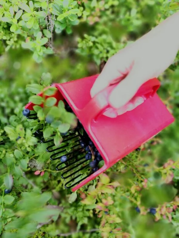 Ręka zbierająca borówki w lesie